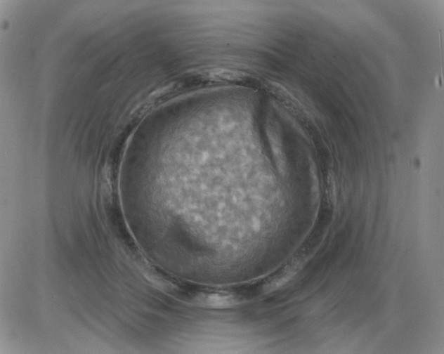 X0000085300506200703231902