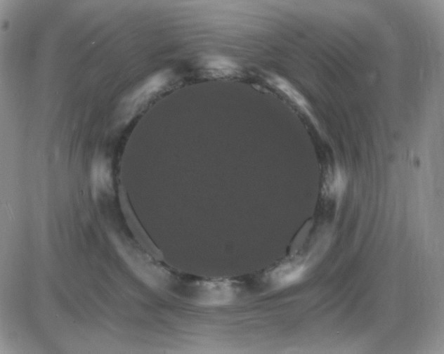 X0000085300524200703231901