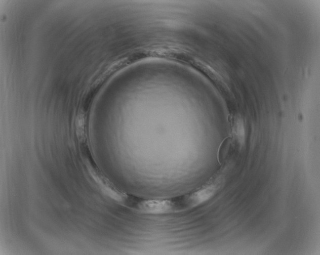 X0000085300526200703231901