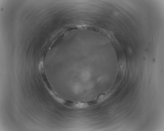 X0000085300527200703231901