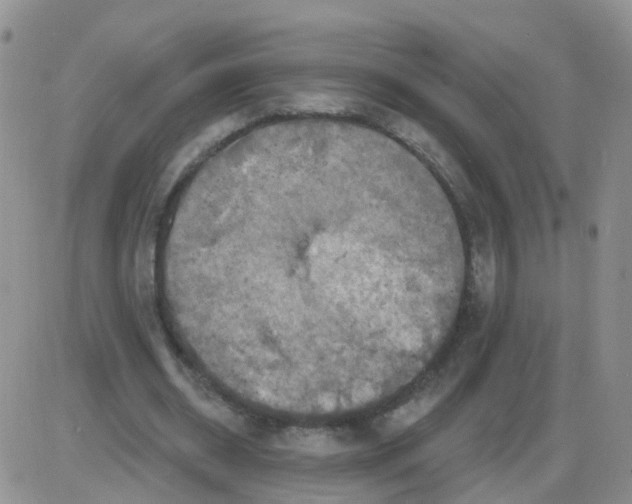 X0000085300534200703231900