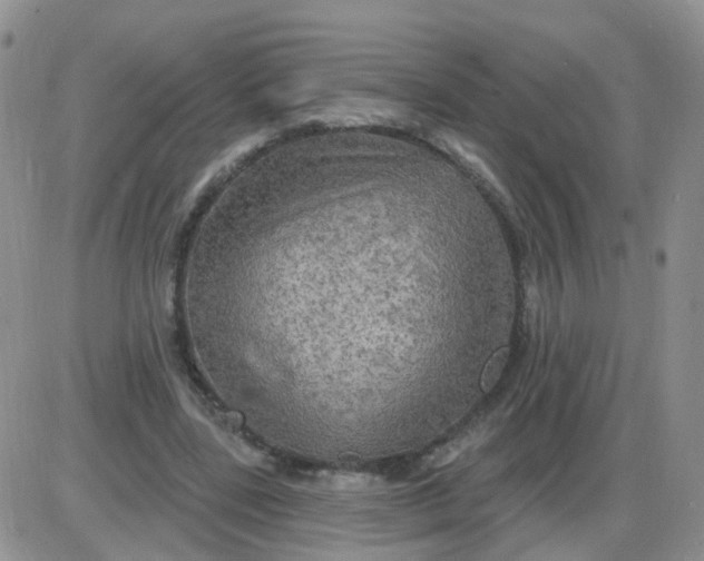 X0000085300539200703231901