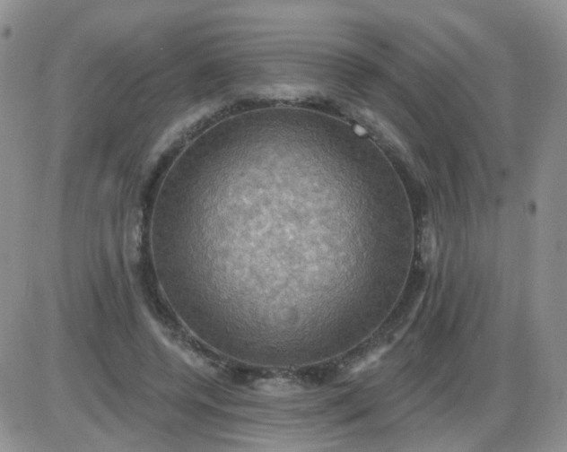 X0000085300544200703231901