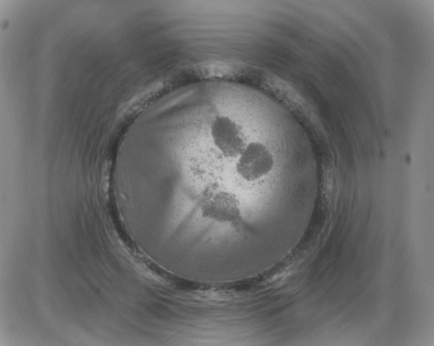 X0000085300545200703231901