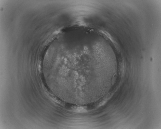 X0000085300553200703231901