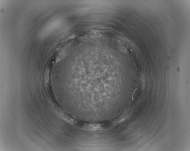 X0000085300554200703231901