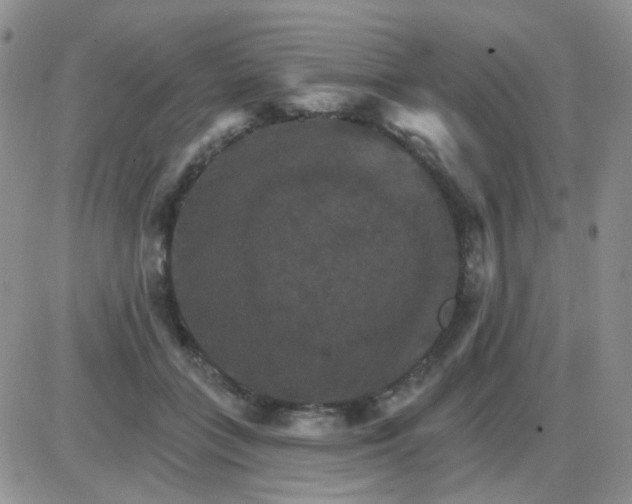 X0000085300555200703231901