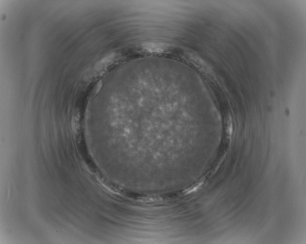 X0000085300559200703231901