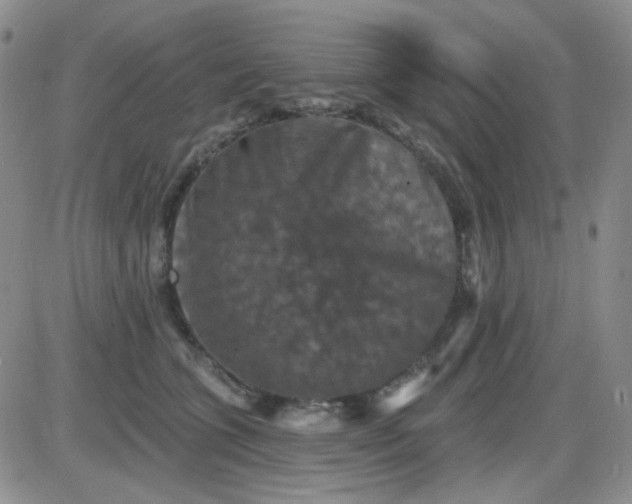 X0000085300563200703231901