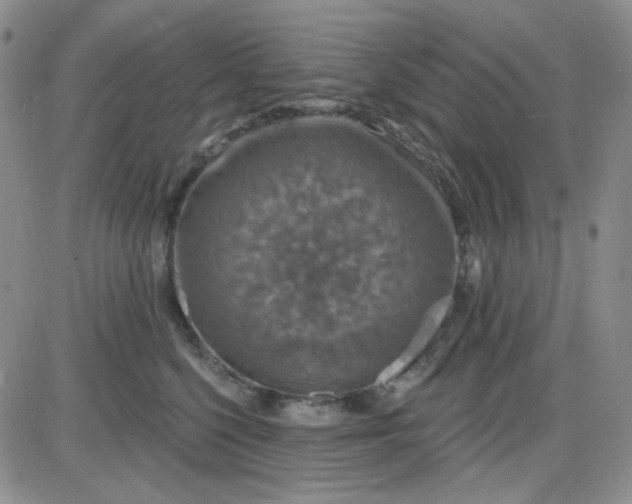 X0000085300568200703231901