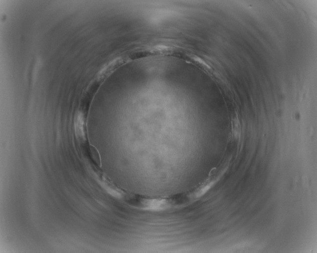 X0000085300575200703231901