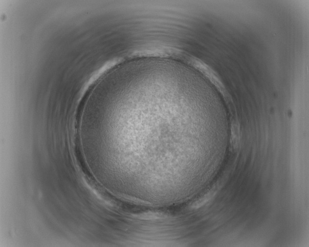 X0000085300578200703231900