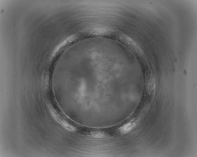 X0000085300591200703231900