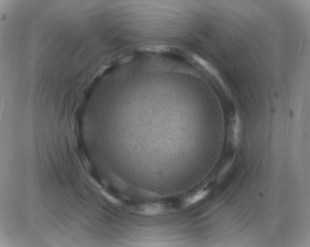 X0000085300604200703231900