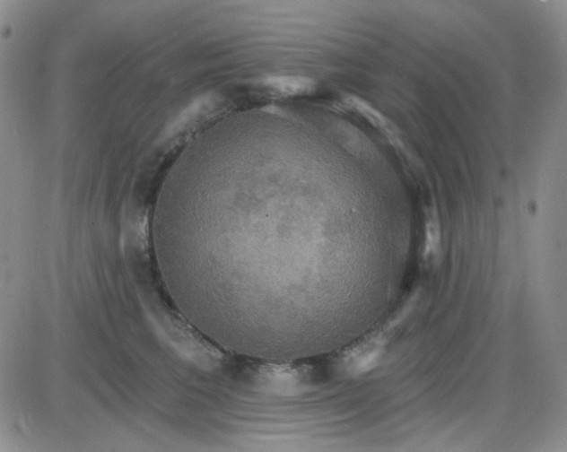 X0000085300613200703231900