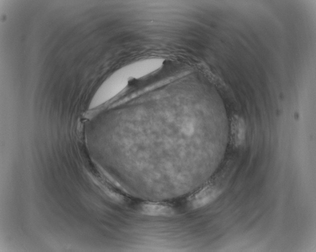 X0000085300614200703231900