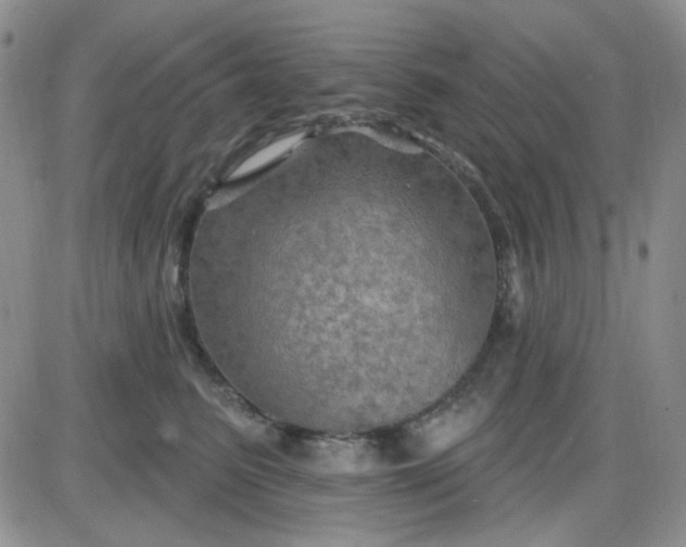 X0000085300615200703231900