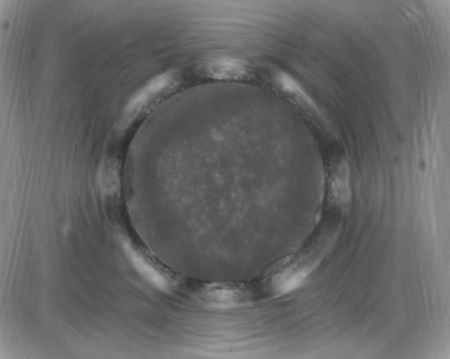 X0000085300620200703231900