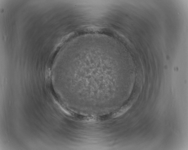 X0000085300624200703231900