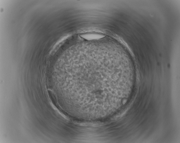 X0000085300625200703231859