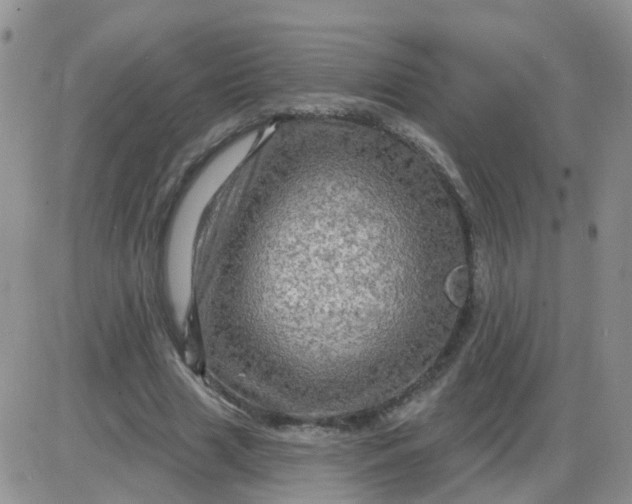 X0000085300633200703231859