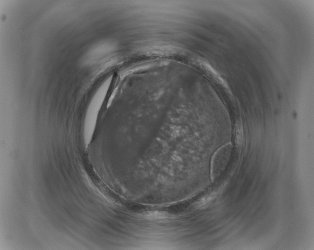 X0000085300637200703231859