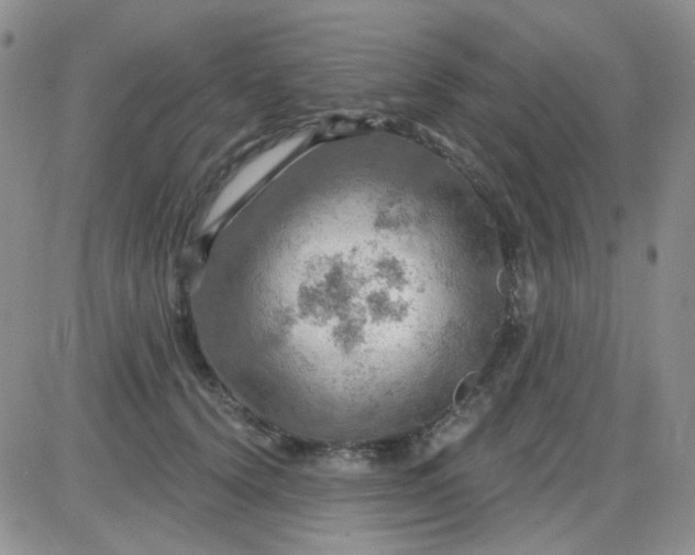 X0000085300656200703231859