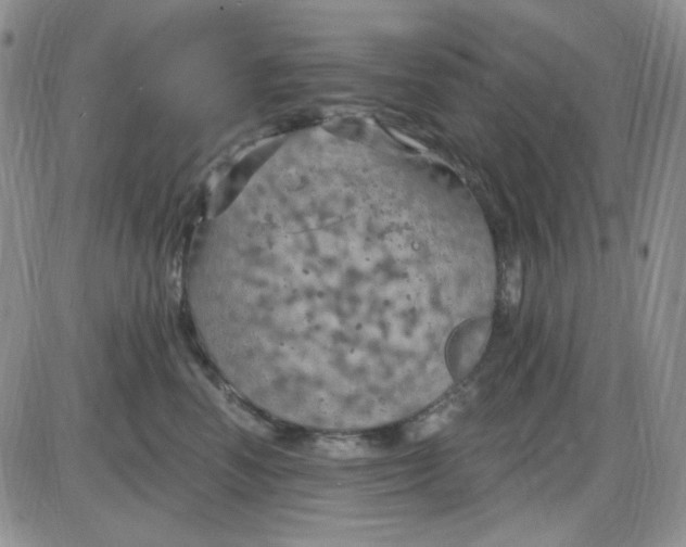 X0000085300666200703231859