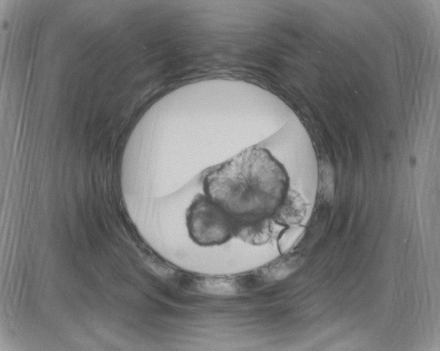 X0000085300668200703231900