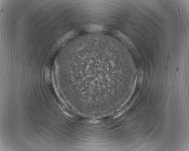 X0000085300669200703231900