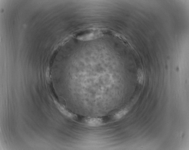 X0000085300670200703231900