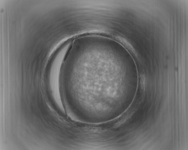 X0000085300676200703231859