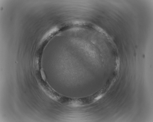 X0000085300696200703231858