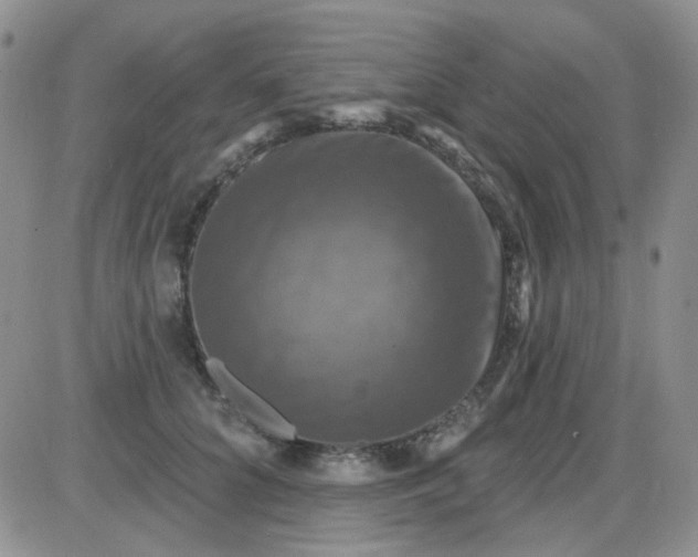 X0000085300704200703231858