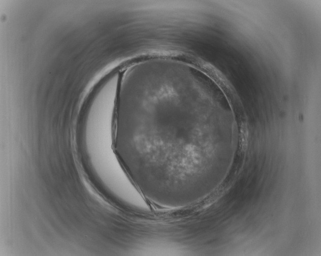 X0000085300726200703231857