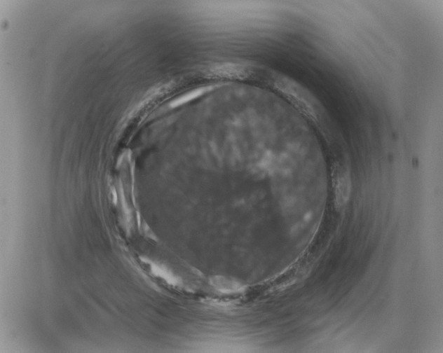 X0000085300729200703231857