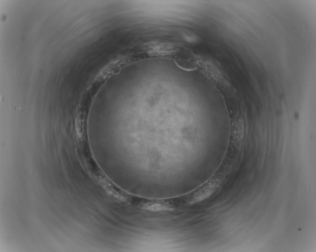 X0000085300755200703231858