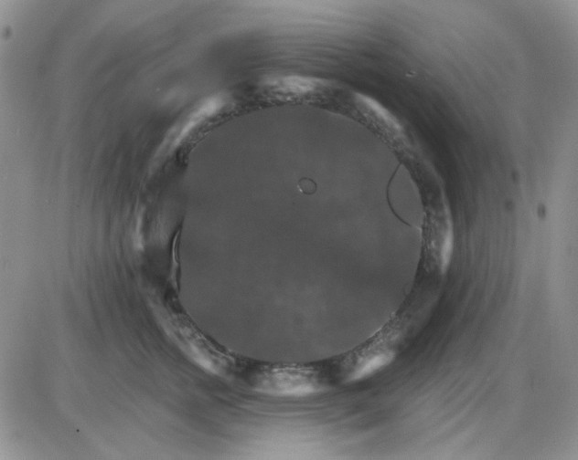 X0000085300758200703231858