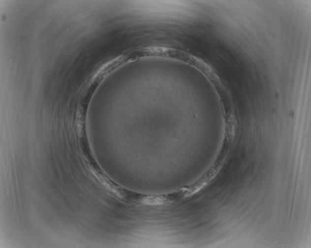 X0000085300762200703231858