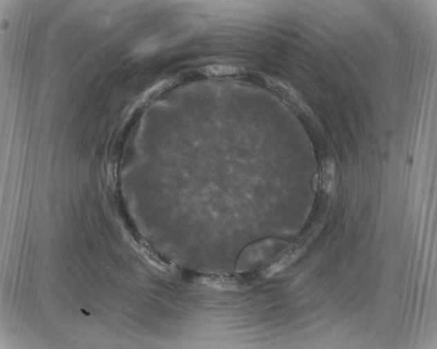 X0000085300763200703231858