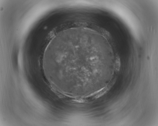 X0000085300765200703231858