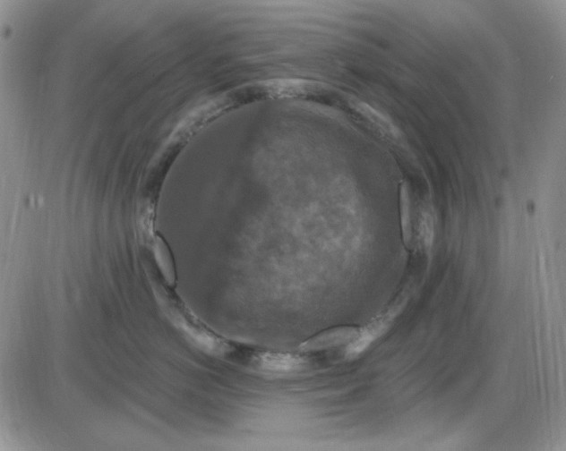 X0000085300766200703231858