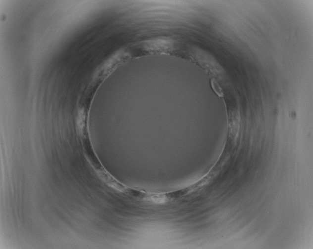 X0000085300767200703231858