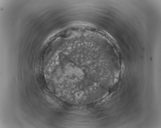 X0000085300775200703231857