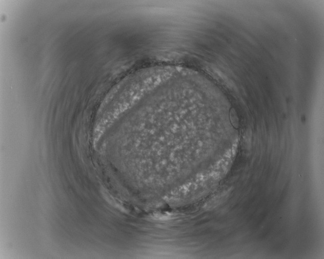 X0000085300817200703231856