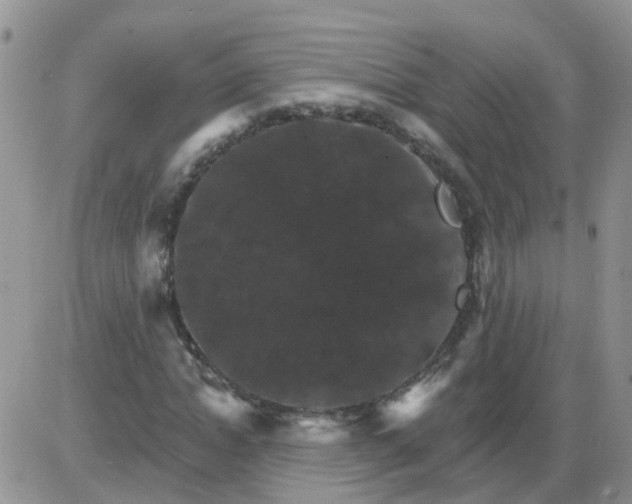 X0000085300822200703231856