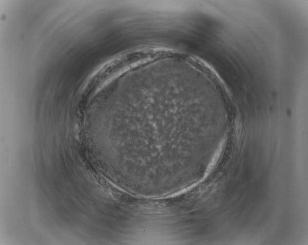 X0000085300823200703231856