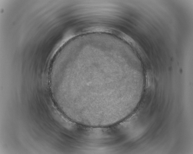 X0000085300828200703231856