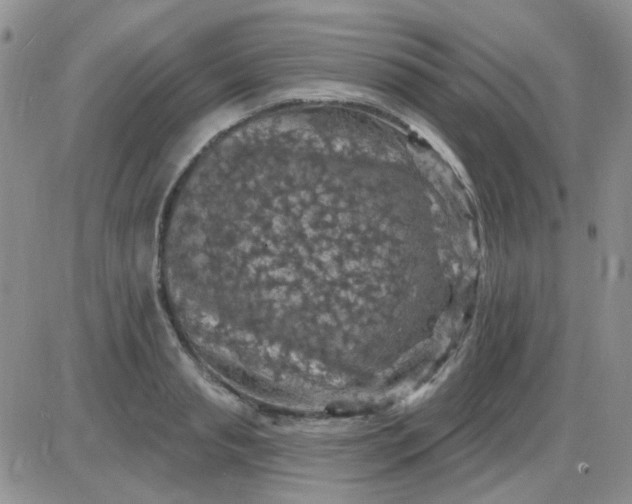 X0000085300845200703231856