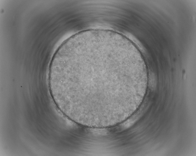 X0000085300856200703231856